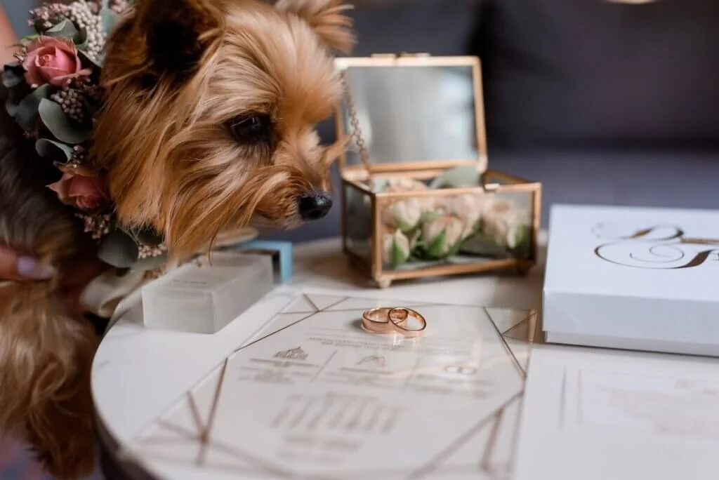 結婚指輪を見つめる犬（ヨークシャテリア）