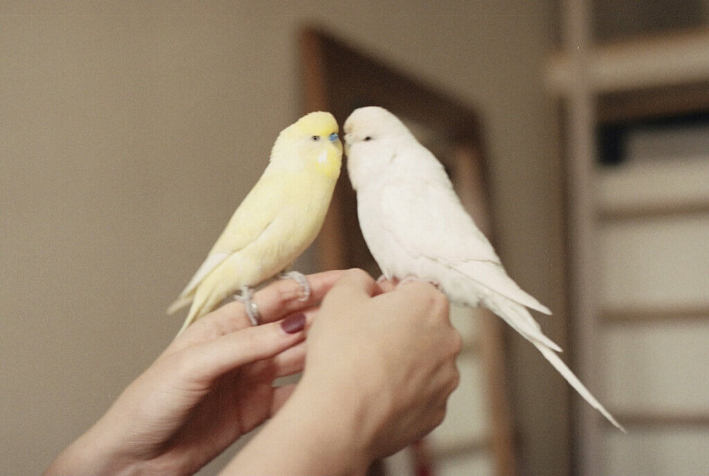 キスしているインコのカップル