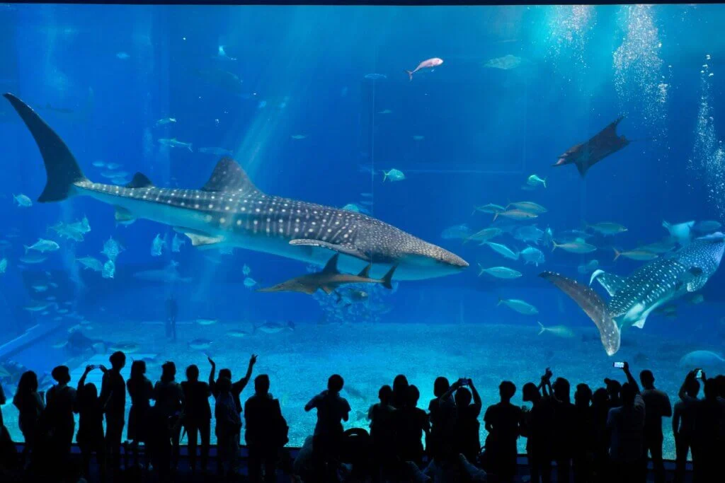 美ら海水族館の大水槽を泳ぐジンベイザメ