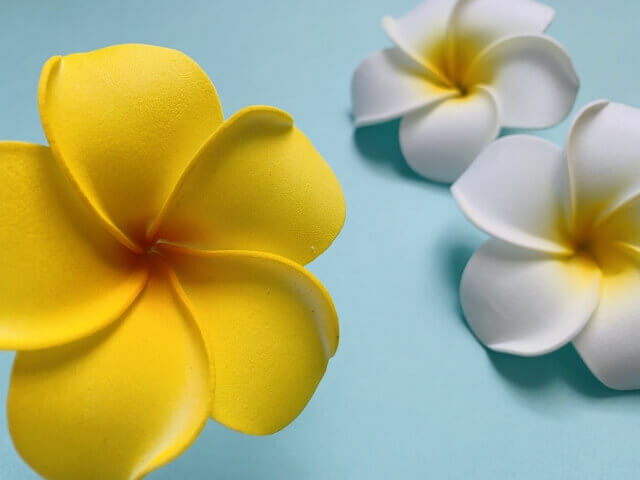 ブルーの背景に置かれた黄色と白の夏の花