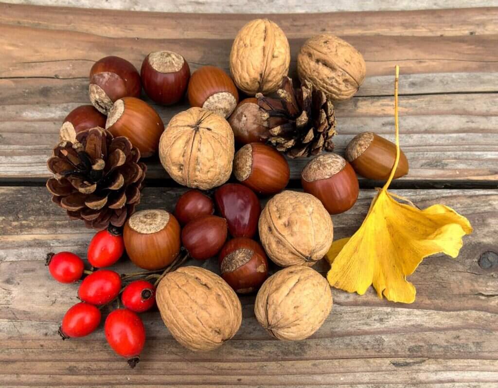 どんぐりやくるみ、松ぼっくりなど、秋にとれる木の実