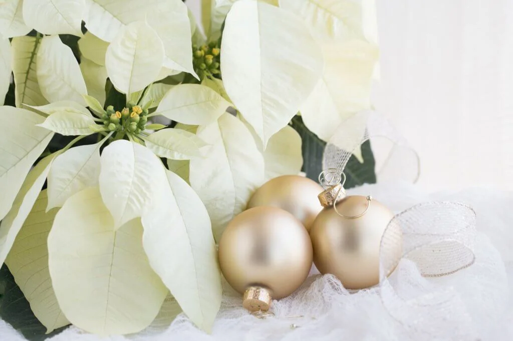 白いポインセチアとクリスマスの金色のオーナメント